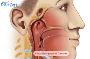 Looking for trusted Nasopharyngeal Cancer Treatment?