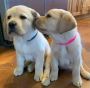 Lovely baby labradore Retriver for adoption
