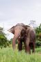 elejungle - nature & elephant safari in jaipur