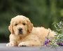 Buy a Golden Retriever Dog from Elite Golden Pups Buy a Golden Retriever Dog from Elite Golden Pups