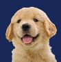 Cool Golden Retriever Puppies Available at Elite Golden Pups