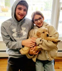 Small Golden Retriever for Sale at Elite Golden Pups