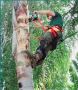 Best Arborist service in Torquay