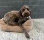 Best service for Pet Sitting in Barnsley