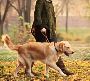 Want The Best Dog Services in Succasunna