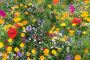 Emorsgate Seeds Emorsgate Seeds