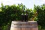 Valle de Guadalupe Wine Tours | Ensenada Excursions and Tour