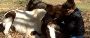 Equine Craniosacral Courses