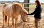 Equine Quantum Biology Online Equine Quantum Biology Online