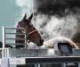 Affordable Horse Treadmill Price In UK - ECB Equine Spa