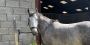 Horse Treadmills for Sale