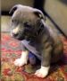 Pitbull puppy ready for a new home. 