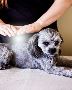 Online Reiki Services
