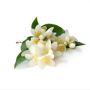 Jasmine Floral Water - Leading suppliers of exotic Jasmine f