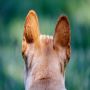 Beverly Hills Dog Bite Attorney Beverly Hills Dog Bite Attorney