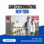 Gam Exterminating New York