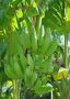 Purchase High-Quality Banana Trees from Florida 