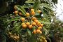 Get Top Quality Olive Trees for Sale in Florida