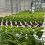 CropKing 540 Plants Continuous Flow NFT Hydroponic System