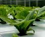 Cropking 300 Plant Continuous Flow NFT Hydroponic System