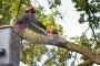 Arborist Expert Tree Service Calgary Arborist Expert Tree Service Calgary