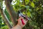 Calgary Tree Pruning and Removal Calgary Tree Pruning and Removal