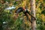 Arborist Calgary – Evergreen Ltd