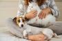 Evermore Compassionate Pet Aftercare | Pet funeral Service