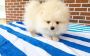 Trusted Pomeranian Breeder Offering Adorable Puppies in Geor