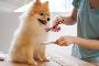  Affordable, Professional Dog & Cat Grooming Services Near Y