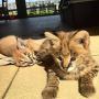 Serval,caracal,savannah kitten Serval,caracal,savannah kitten