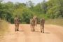Explore the Wonders of Tanzania with Ngorongoro Safari Tour 
