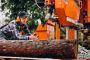 Professional Tree Grinding Service in SW Washington