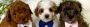 Cavapoo Puppies for Sale: Find Your Perfect Companion