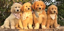 Adopt Your Perfect Goldendoodle Puppy Today