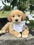 Golden Doodles for Sale in Indiana – Family Affair Puppies