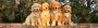Adorable Goldendoodle Puppies for Sale in Indiana
