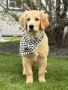 Golden Retriever for Sale Puppy – Your Perfect Companion Awa