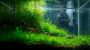 Professional Planted Tank Maintenance in Dubai