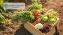 Farmiya Organics – Buy 100% Pure Organic Food Products 