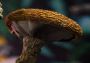 Buy Magic Mushroom Online Canada - Indigenous Shrooms 