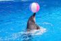 Dubai dolphin show