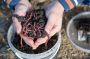 The Ultimate Guide to Starting a Worm Farming Business – Fer