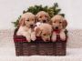 Find the best healthy dog treats in Philadelphia at Fetch an