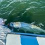 Full Day Fishing Trips