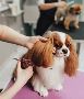 Fishhawk Dog Grooming Services