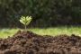 Fulvic Acid for Plant's Growth - Fitochem Fulvic Acid for Plant's Growth - Fitochem