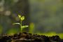 Discover the Benefits of using Organic Fertilizer at Fitoche