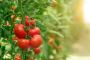 Buy the Best Organic Fertilizers from Fitochem Buy the Best Organic Fertilizers from Fitochem