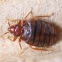 Flatline Pest Control - Bugs Control Central Coast Flatline Pest Control - Bugs Control Central Coast
